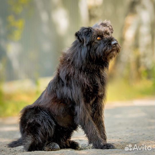 Метис Ризеншнауцер ищет дом