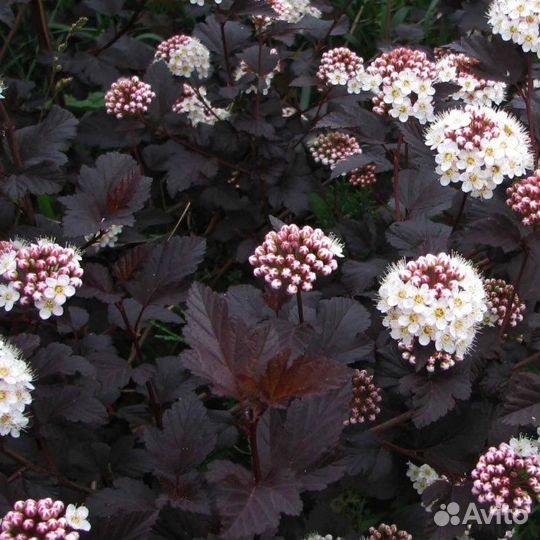 Саженцы пузыреплодника