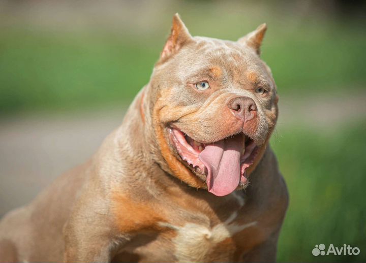 Американский булли покет