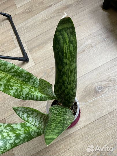 Сансевиерии сортовые-1