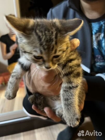 Котенок