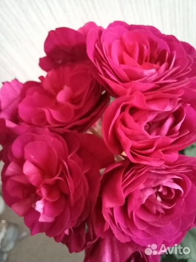 Пеларгония комнатные цветы растения герань сортовы