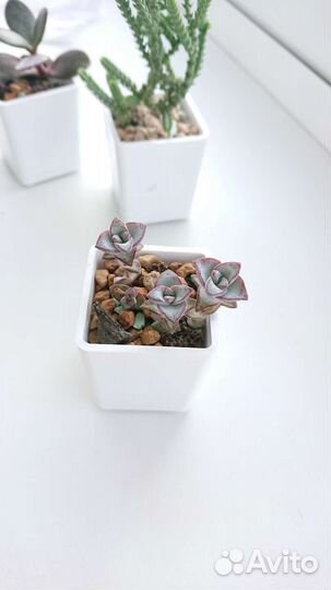 Суккуленты крассула