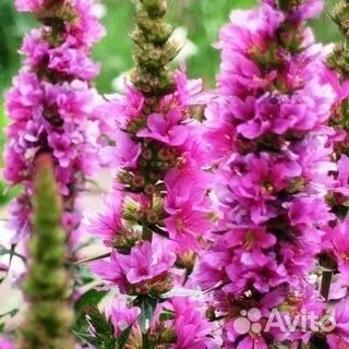 Злаки и многолетники для сада