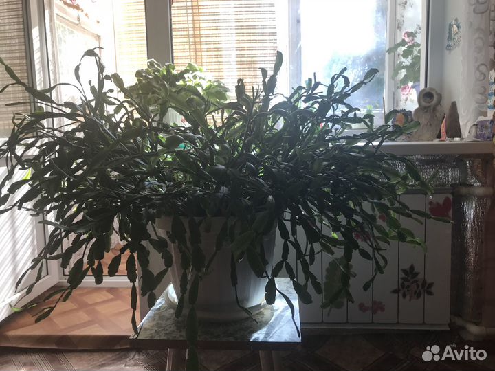 Растение в горшкеДекабрист