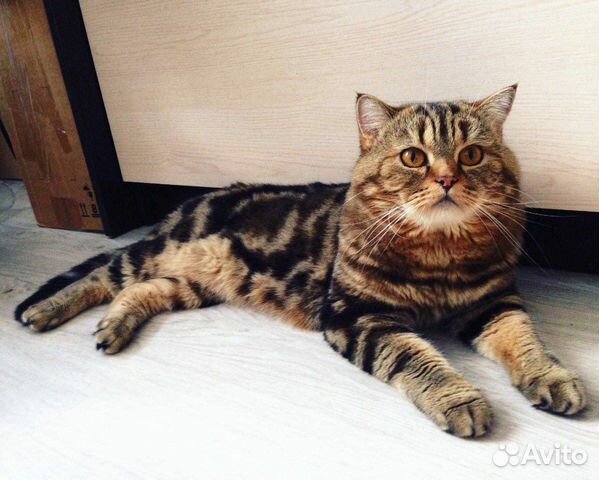 Вязка с шотландским котом