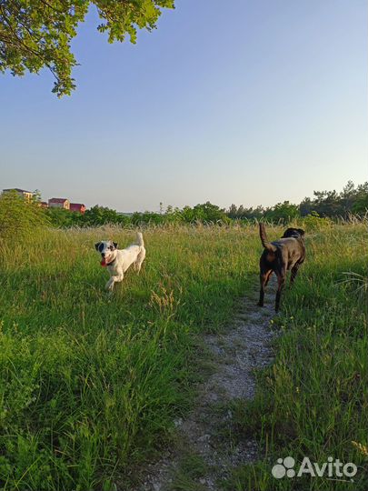 Выгул собак