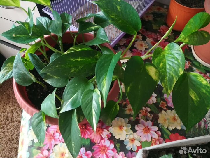 Сциндапсус