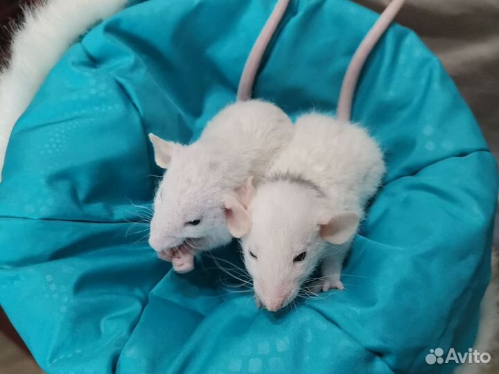 Крыса дамбо