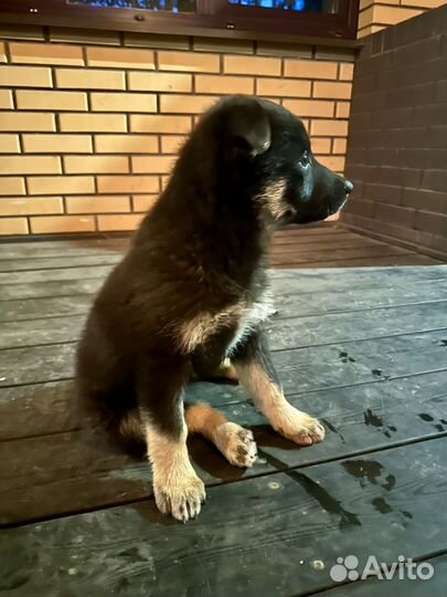 Щенок овчарки зонарного окраса