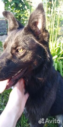 Собака В дом