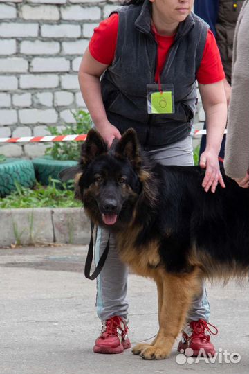 Немецкая овчарка вязка