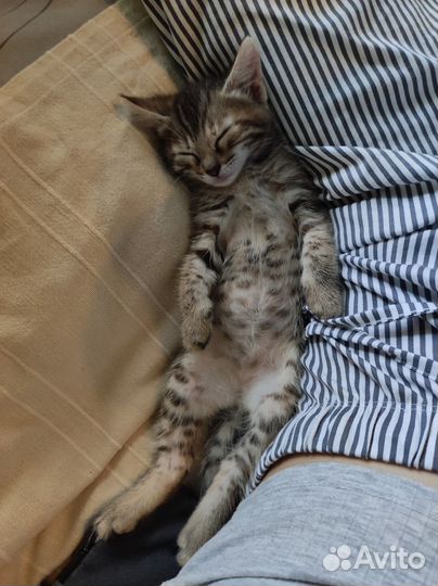 Котенок девочка в добрые руки