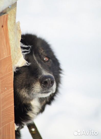 Отдам в добрые руки