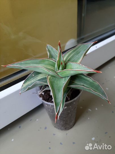 Сансевиерия blue leaf var
