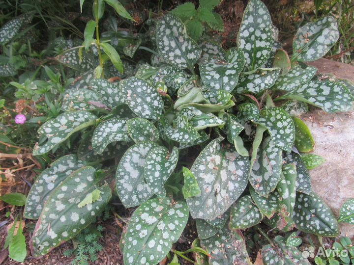 Садовые многолетники