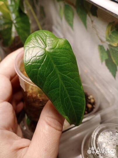 Алоказия Скальпрум