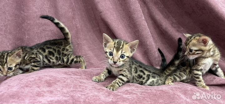 Бенгальская