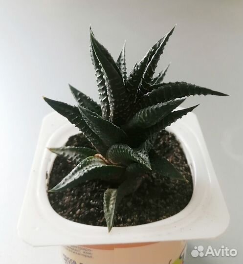 Хавортия лимолистная. Haworthia. Суккулент