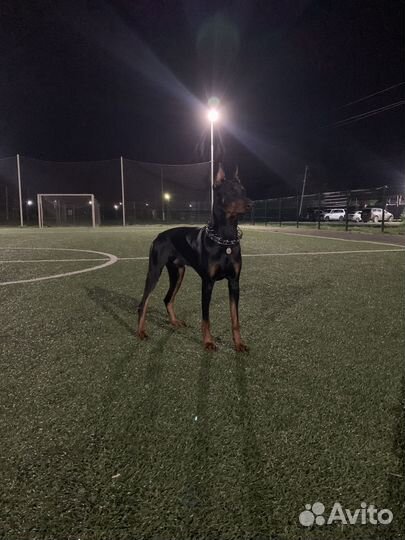 Доберман для фотосессии