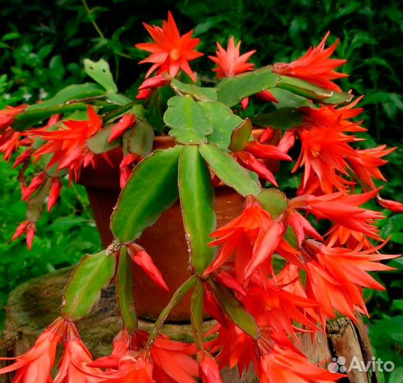 Комнатные растения