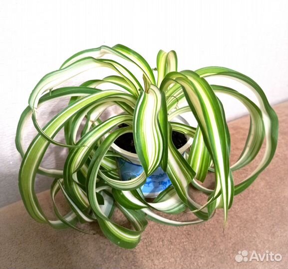 Комнатные цветы, денежное дерево, растения