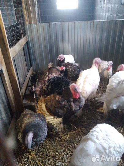 Продам индюков