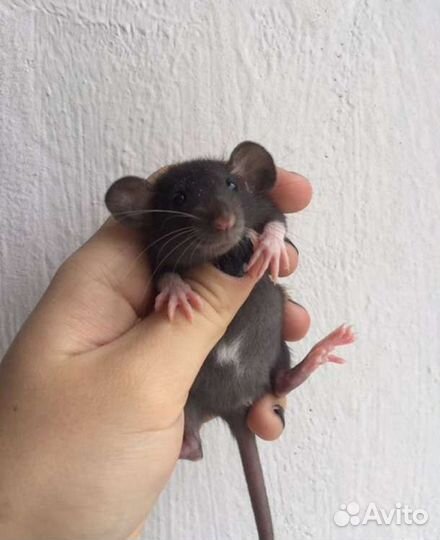 Крыса/крысята