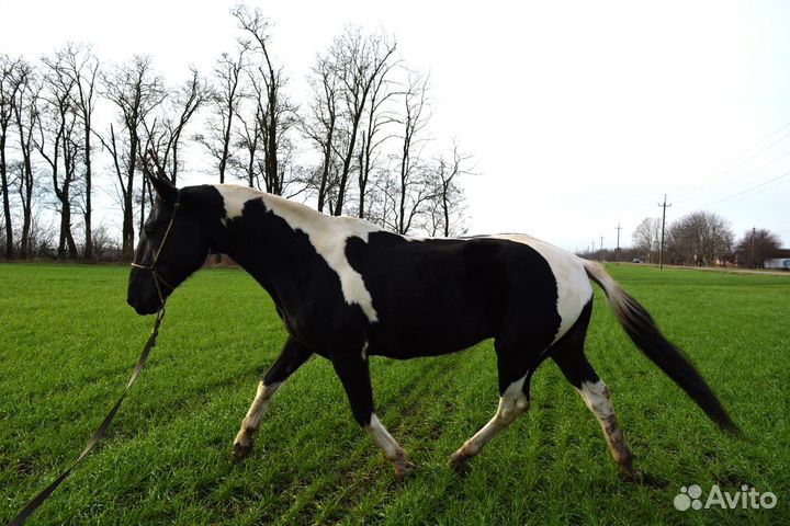 Ахалтекинский жеребчик