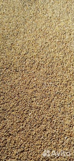 Горчица-сидераты