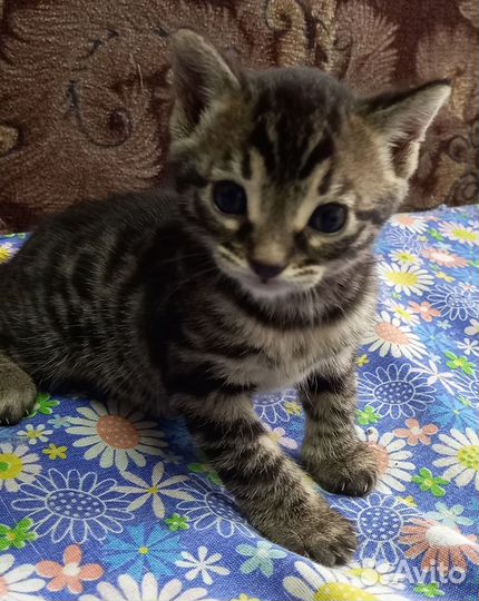 Бенгальские котята