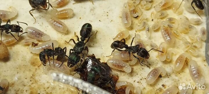 Муравей пуля (Paraponera clavata)