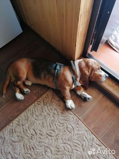 Бассет хаунд вязка