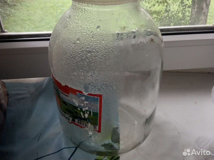 Банки 3 х литровые.около 20-40 шт.б