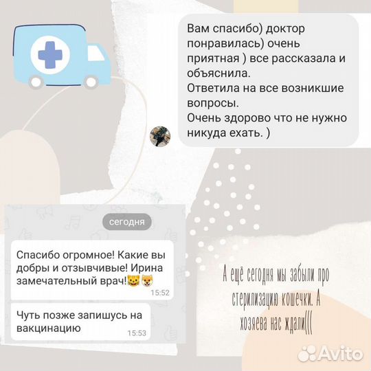 Кастрация котов, стерилизация кошек
