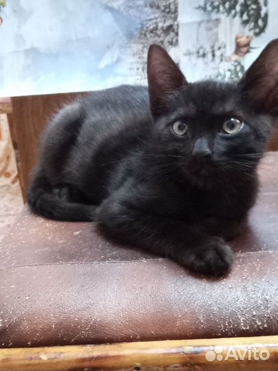 Черный котик ищет новый дом