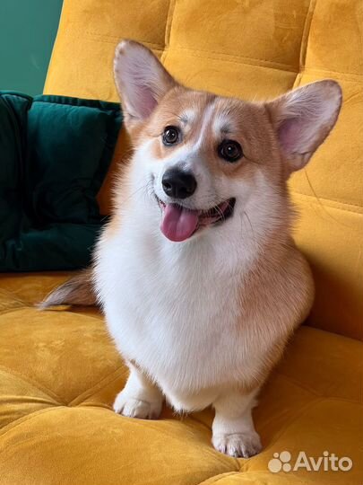 Вельш-корги пемброк вязка