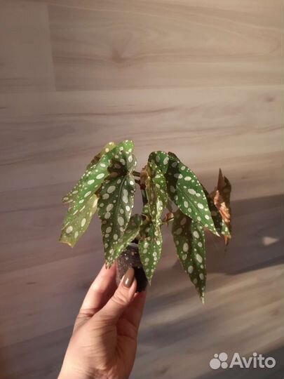 Бегония макулата