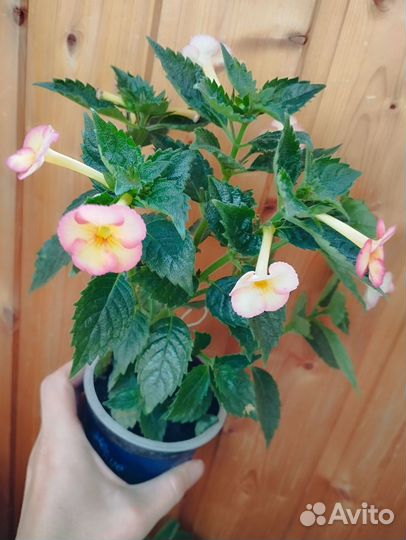 Ахименес сортовой Amie Saliba, Sugar Lend