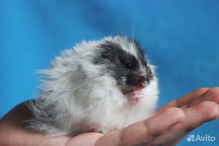 Ангорские длинношерстные сатиновые хомяки