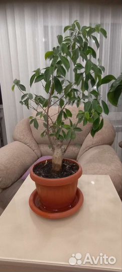 Комнатные растения