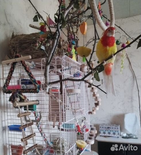 Попугай розелла из питомника (окольцована)