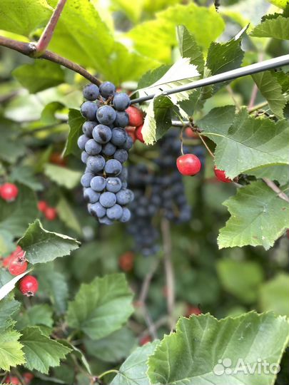 Виноград Изабелла, калина