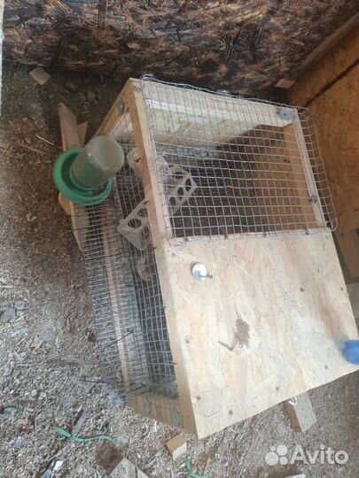 Клетка, брудер