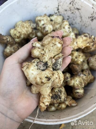 Топинамбур клубни