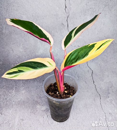 Комнатные растения