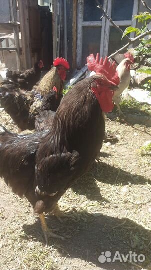 Молодые петухи обычные доминант