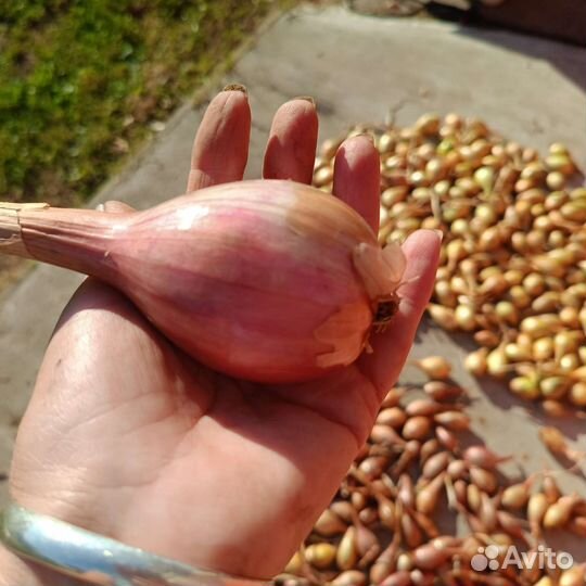 Лук семейный аристократ