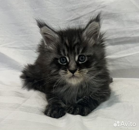 Котята мейн-кун