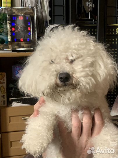 Бишон фризе вязка